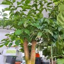 향기나는 화원 이미지