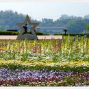 구리한강시민공원 유채꽃풍경 이미지