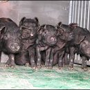 토종축산2 이미지