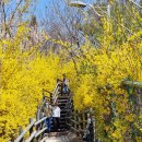 1471회 평낮수요걷기 3월27일 봄꽃향기 나들이 서울숲/벚꽃길과 응봉산/개나리숲길을 갑니다. 이미지