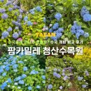 수국축제 어디가 좋을까? 팜카밀레 청산수목원 개화 비교 후기