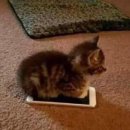 동글동글 이미지