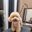 위즈펫살롱 이미지