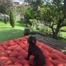 공항 가까운 전원주택 펫시터 이미지