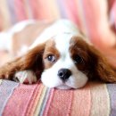 위너스 동물병원 이미지