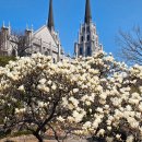 목련마을 경로식당 | 대구 목련 스팟 가볼만한곳 청라언덕 실시간 꽃구경