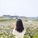 성일농장 | 눈물의여왕 촬영지 천안 가볼만한 곳 배꽃 명소 용두리 위치, 만개상황