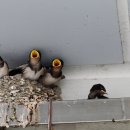 앙성마트 이미지