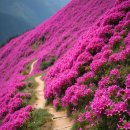 아트밸리 주말공연/ 국악in가요 | 불암산 철쭉축제 봄꽃 명소 탐방