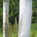 잭큐몬티 자작나무(jacquemontii) 포트묘 분양 이미지