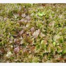 고향농장 이미지