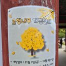 옥산회관 | 251108 청도 운문사 은행나무, 공암풍벽 방문 후기