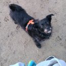 름자펫살롱 이미지