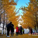 금빛 민박 이미지