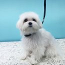 헤어 컹컹 이미지