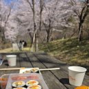 숨은길 | 양산 벚꽃 드라이브 코스 홍룡사 가는길 숨은벚꽃명소 후기