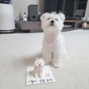마이펫라이프 수제간식 | ː마이펫라이프 케이크ː세젤귀 우리 강쥬 싱크롤100% 주문제작 생일 케이크