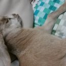 아기염소 이미지