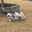 폴앤도기 동남캠퍼스 이미지