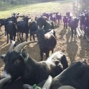 힘찬염소농장 이미지