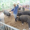 신기축사 이미지