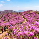 진달래화원 | 2026 진달래 개화시기 &amp; 진달래 명소 BEST 5