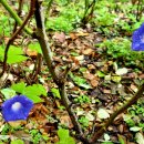 세가래로 이미지