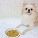 출출한강아지 이미지