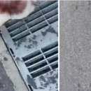 스터디독스쿨 이미지