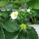 진성농장2 이미지