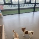 놀러오개 애견유치원 애견호텔 풍동식사점 | 일산 애견 호텔 유치원 놀러오개 풍동식사점