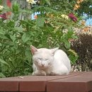 낭만고양이 이미지