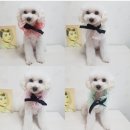 오렌지펫살롱 이미지