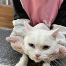 알았당개 이미지