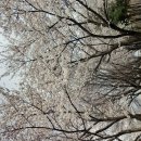 화요트레킹/3월28일/서울숲/하늘호수 이미지