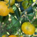 지승농장 이미지