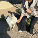 코테이지 | 호주 #10 땡스투어 퍼핑 빌리 &amp; 필립 아일랜드 투어 / 내돈내산 솔직후기 / 호주 멜번 투어