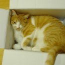 리베동물메디컬센터 이미지