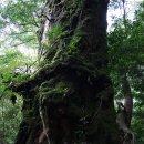 [야쿠시마] 신비적인 원령공주의 숲, 시라타니운수협에서 힐링 트레킹 이미지