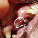 튼튼동물치과병원 | 인계동 눈이튼튼동물병원 강아지 안과 치과 전문병원 수원강아지백내장 수원강아지치과 내돈내산 재진후기