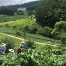 삼시세끼 이미지