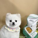 러블리펫샵 이미지