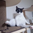 와와동물병원 | [청주 와와 동물병원] 고양이 건강검진, 스케일링, 치아 흡수성 병변 발치 후기 /비용