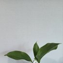 은방울