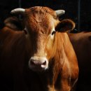 고양한우영농조합법인 이미지