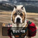 멍냥반점