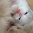 엘름트리 캐터리 이미지