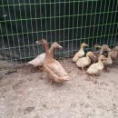 순풍농장 이미지