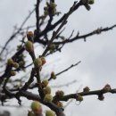 해찬솔가 이미지