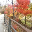 광릉내 애견 이미지